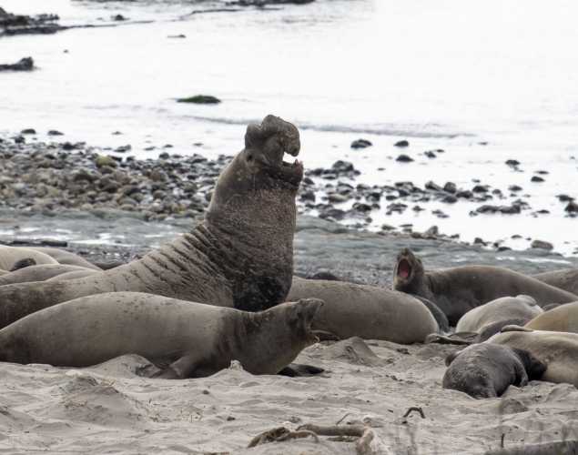 wild northern elephant seal at ano nuevo state park