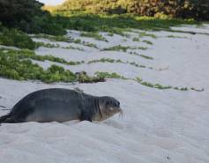 Hawaiian monk seal release