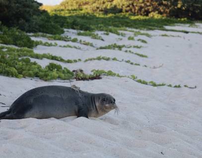 Hawaiian monk seal release