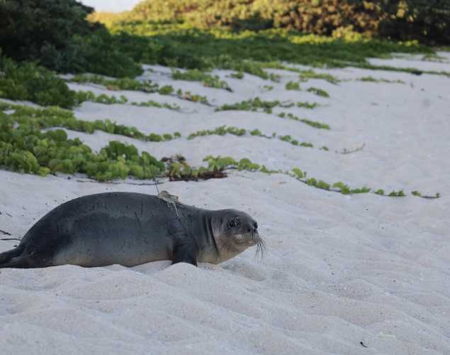 Hawaiian monk seal release