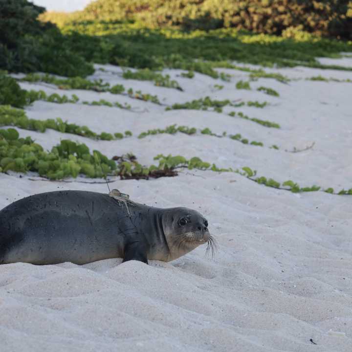 Hawaiian monk seal release
