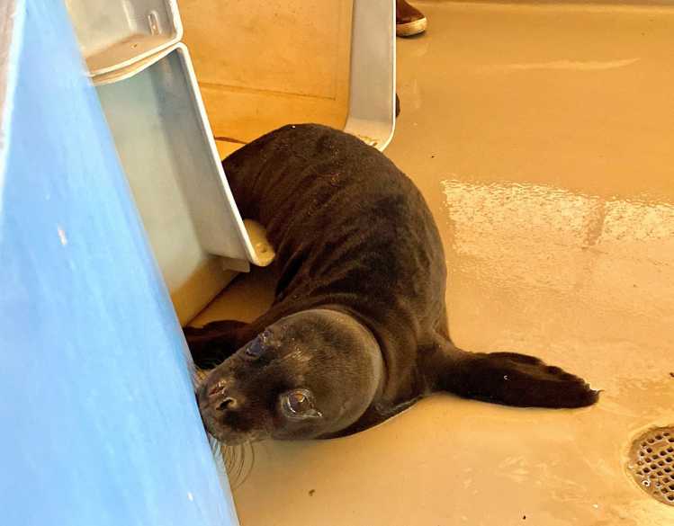 A rehabilitating newborn Hawaiian monk seal pup moves out of a rescue crate.
