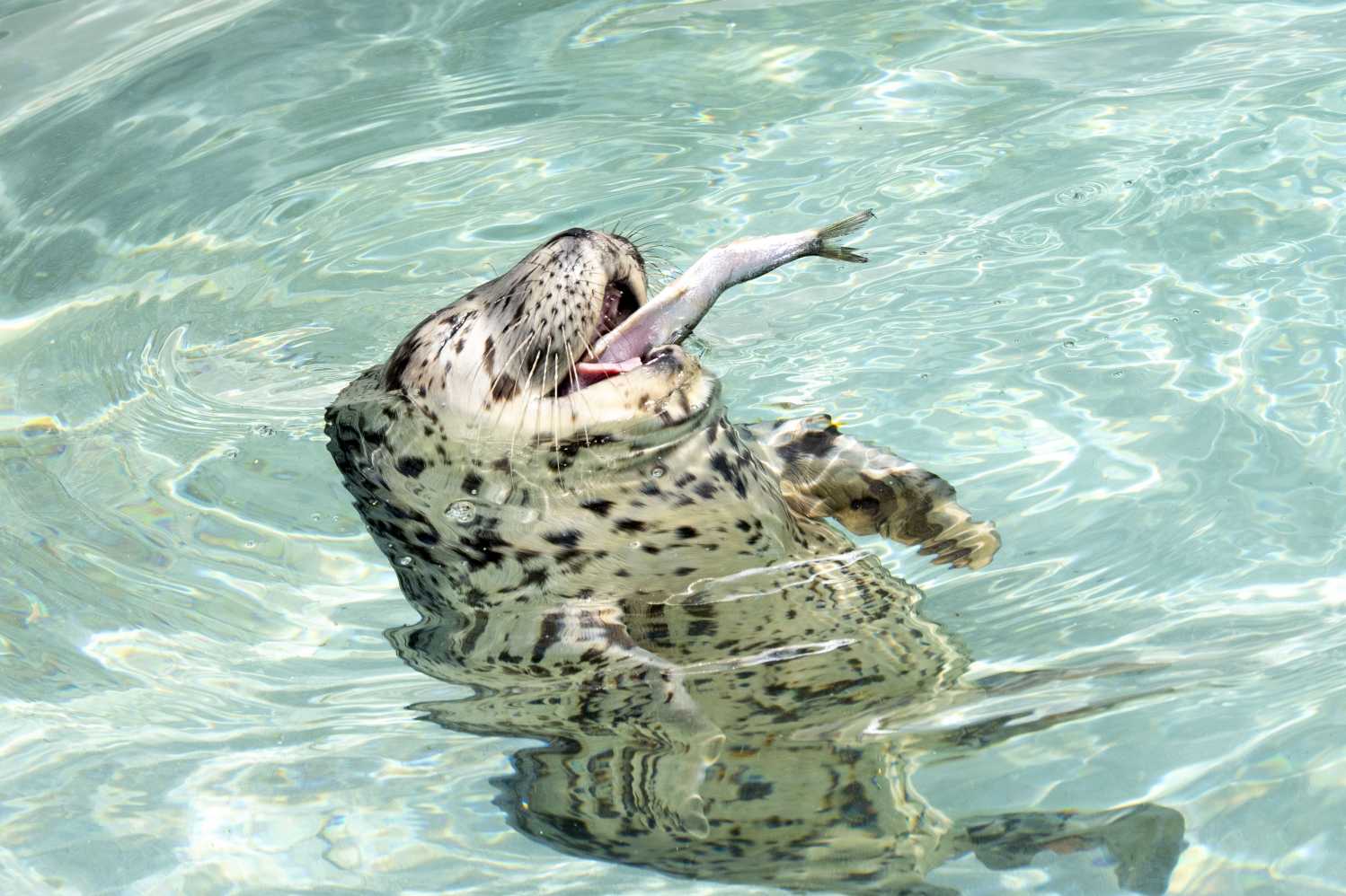 How Seal Milk and “Fish Smoothies” Help Pups Grow Strong | The Marine ...