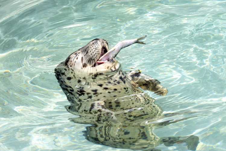A harbor seal pup in a rehabilitation pool catches a whole fish in its mouth.