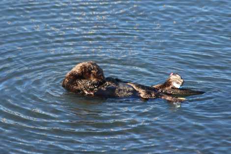 Sea otter Mooring