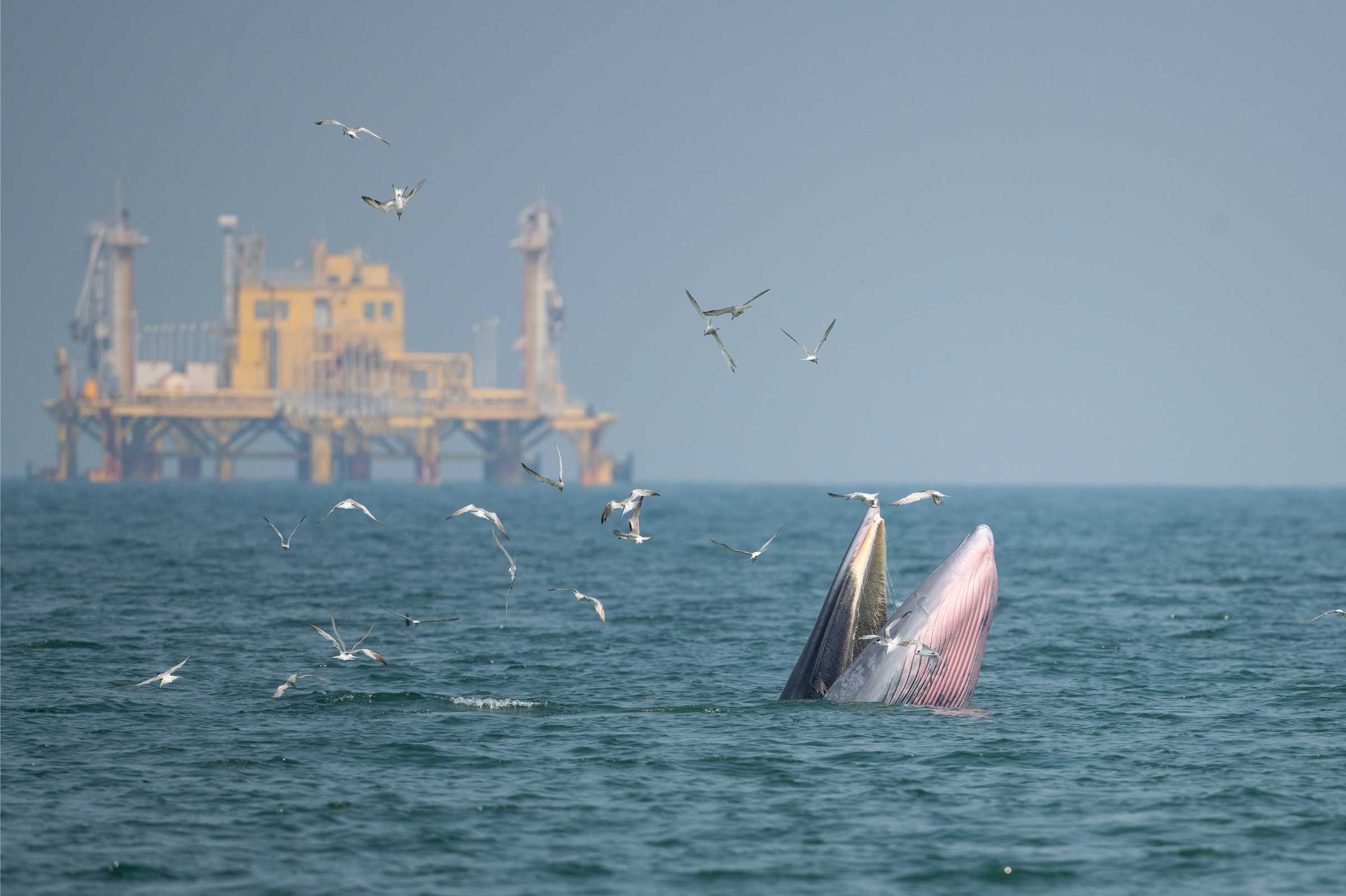 The Marine Mammal Center | Climate Change The Marine Mammal Center | Climate Change