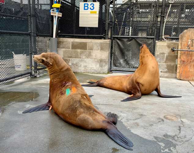 California sea lions
