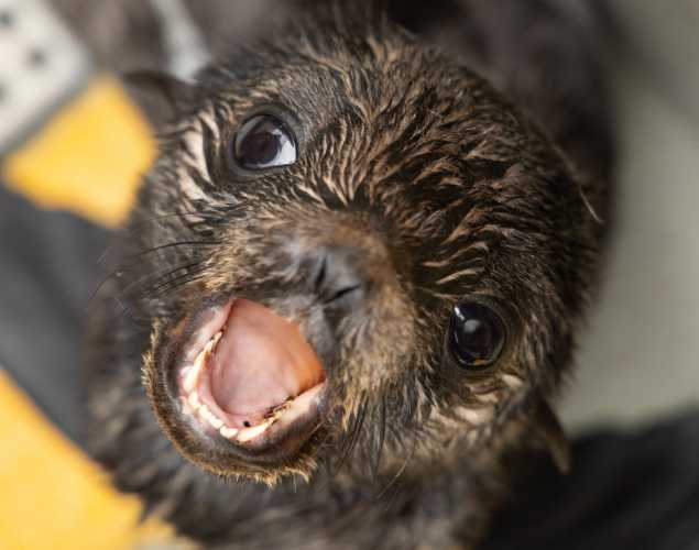 Northern fur seal