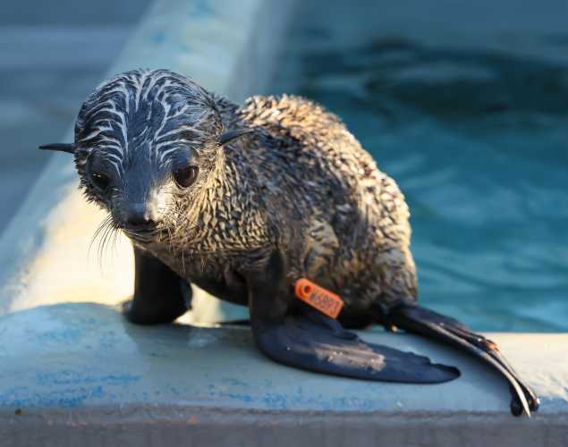 northern fur seal Sheba