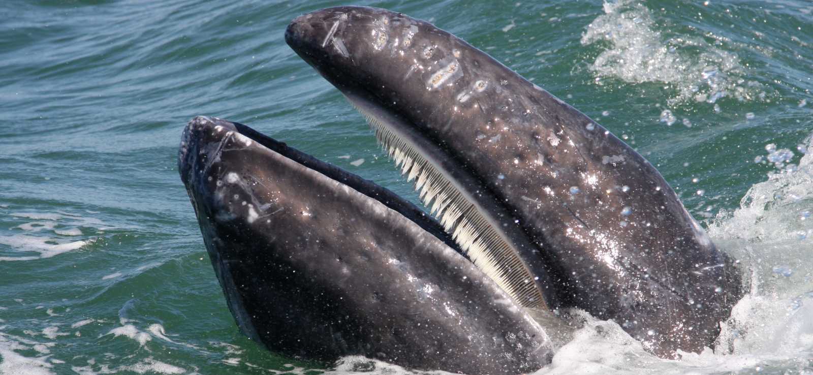 The Marine Mammal Center | Gray Whale