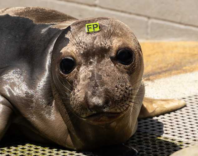 northern elephant seal Patrol