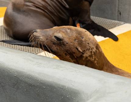 suncast california sea lion