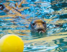 Hawaiian monk seal