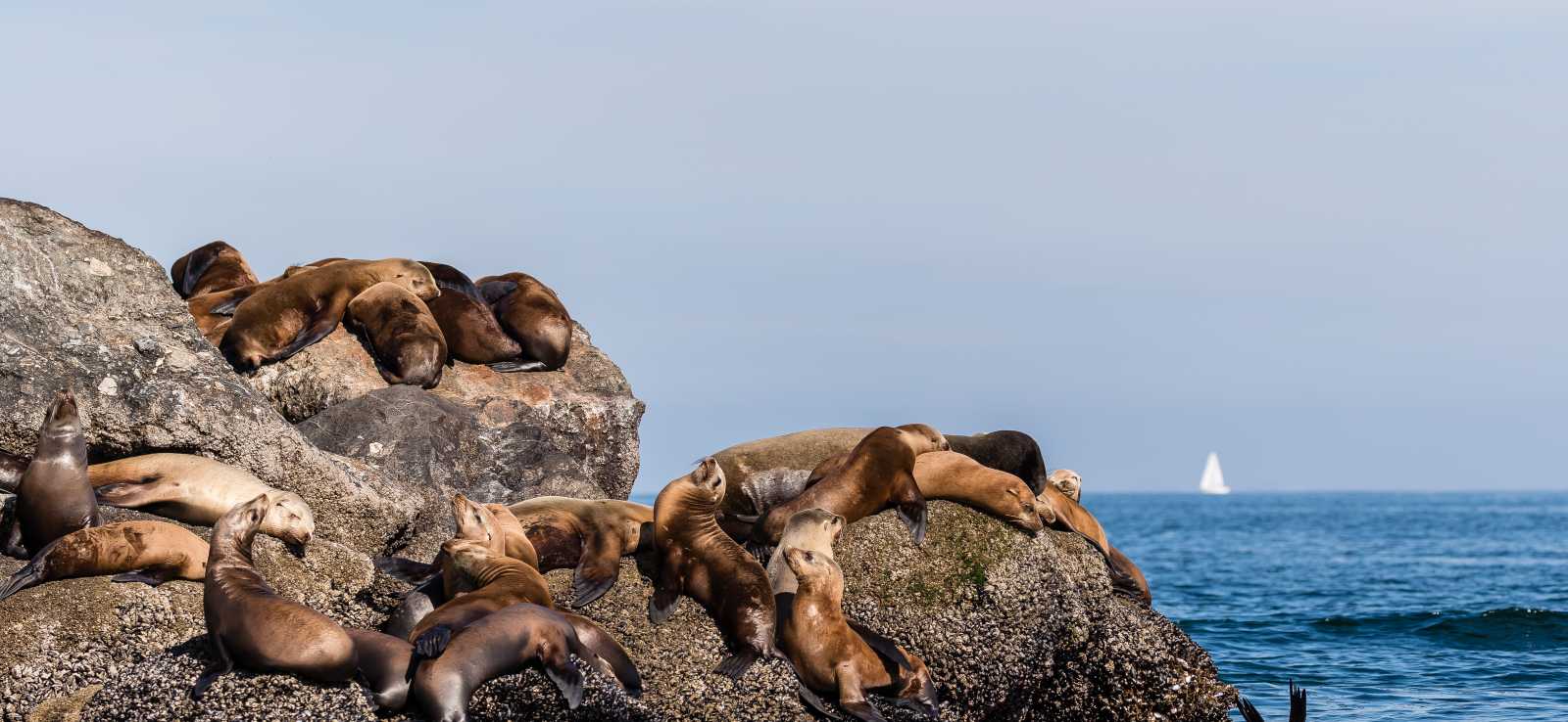 The Marine Mammal Center | California Sea Lion