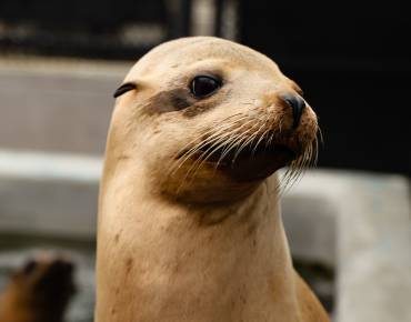 California sea lion
