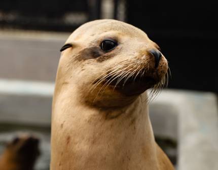 California sea lion Seagrass