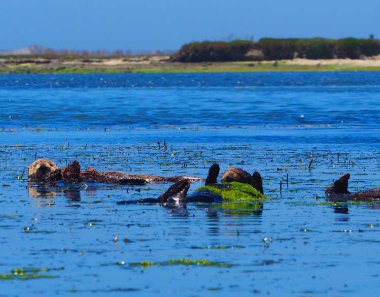 Three southern sea otters float near seagrass in Elkhorn Slough in Moss Landing, California.