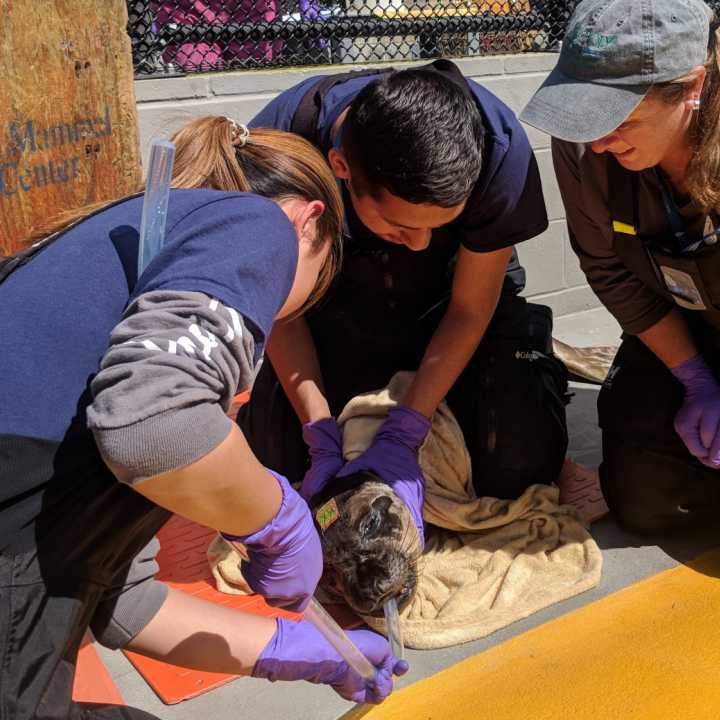 A veterinarian and two trained volunteers tube feed an elephant seal pup.
