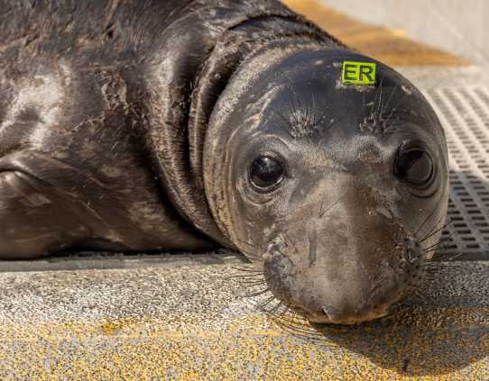 elephant seal
