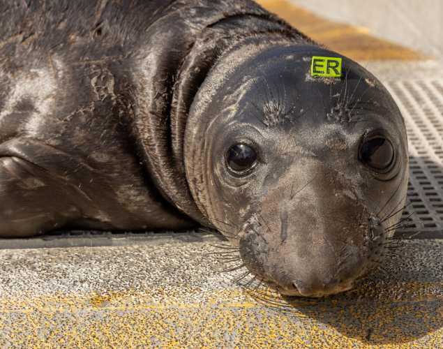 elephant seal