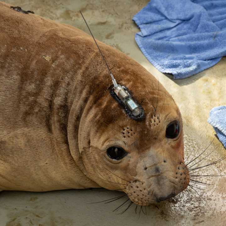 Northern elephant seal