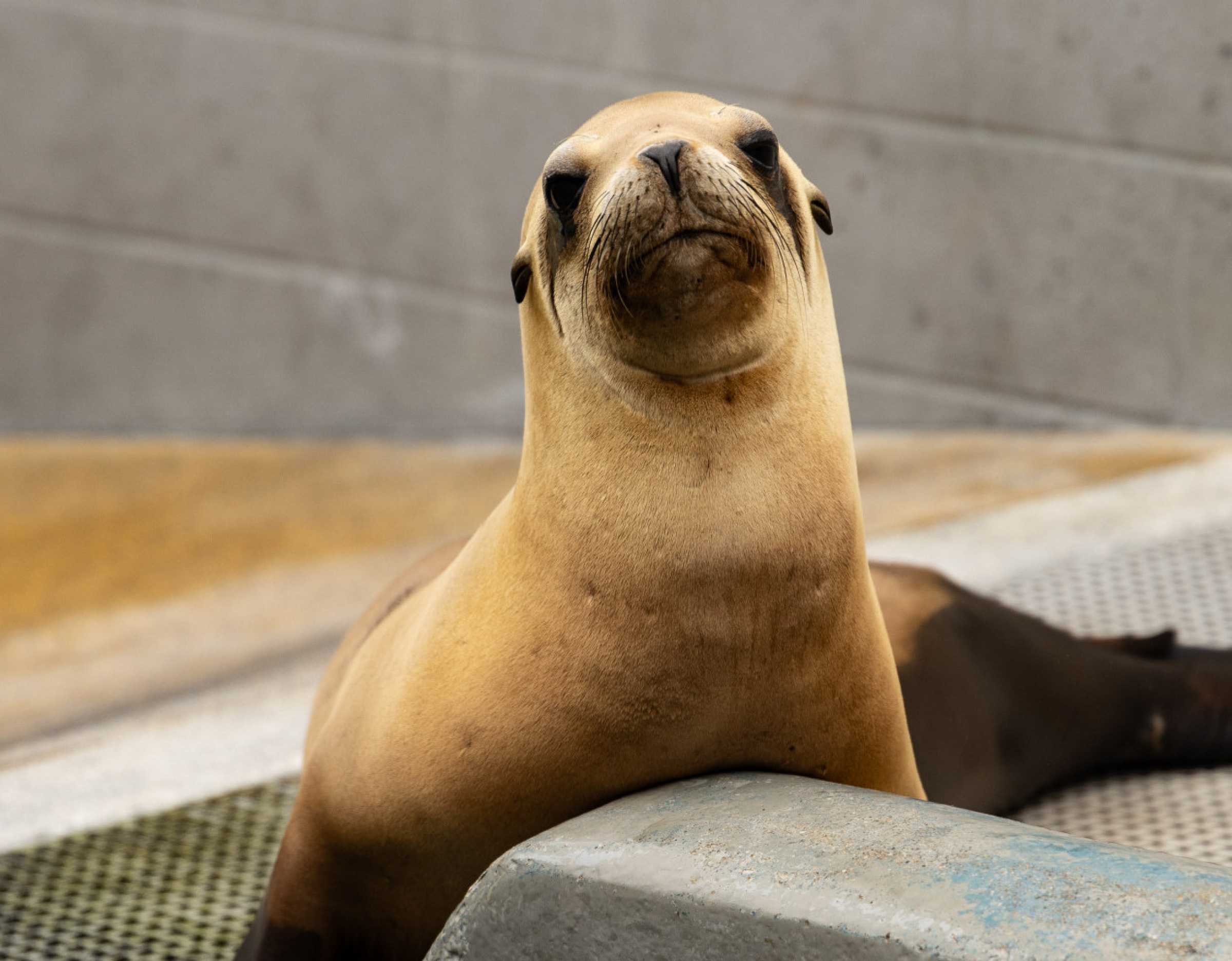 Hanson | The Marine Mammal Center