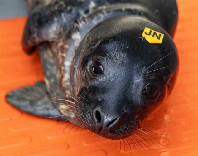 harbor seal pup