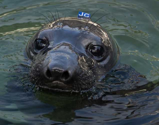 elephant seal