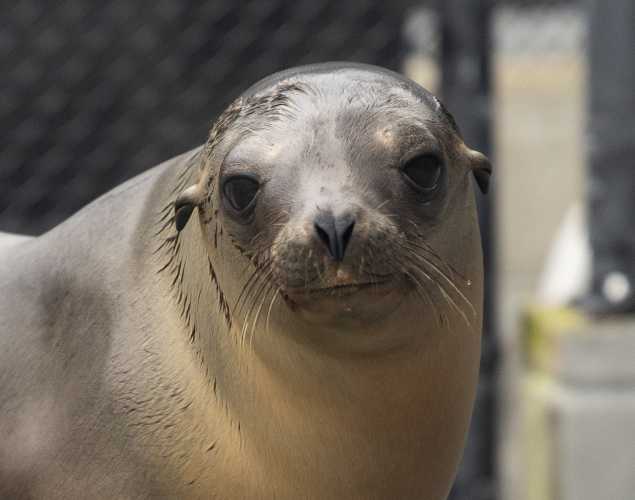California sea lion Logger