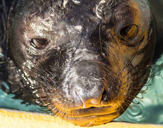 elephant seal Worly