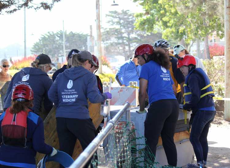 Special rescue operation of California sea lion
