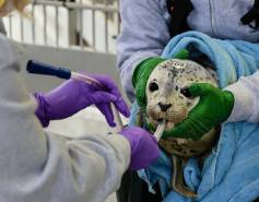 Animal care volunteers gently position a feeding tube into a harbor seal pup’s mouth.