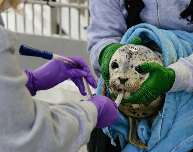 Animal care volunteers gently position a feeding tube into a harbor seal pup’s mouth.