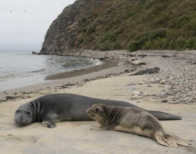 A rehabilitated elephant seal pup is in front of a mature wild elephant seal at the Chimney Rock rookery in Point Reyes, California.