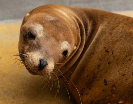 sea lion whey
