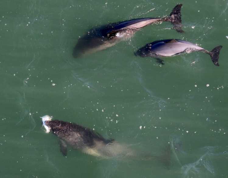 Three harbor porpoises swim in the ocean and one has a fish in its mouth.
