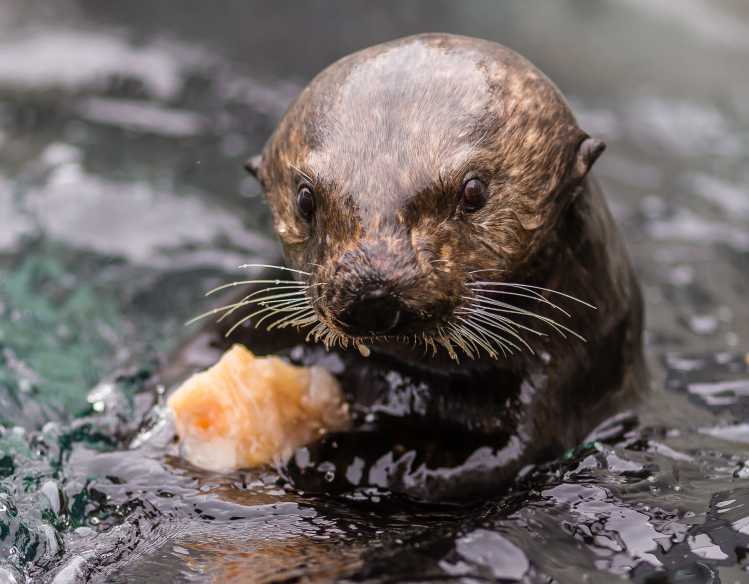 a sea otter holds a piece of clam above the water