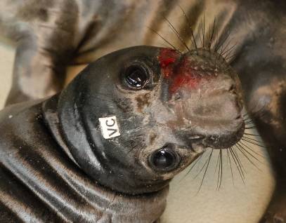 northern elephant seal Cabbage