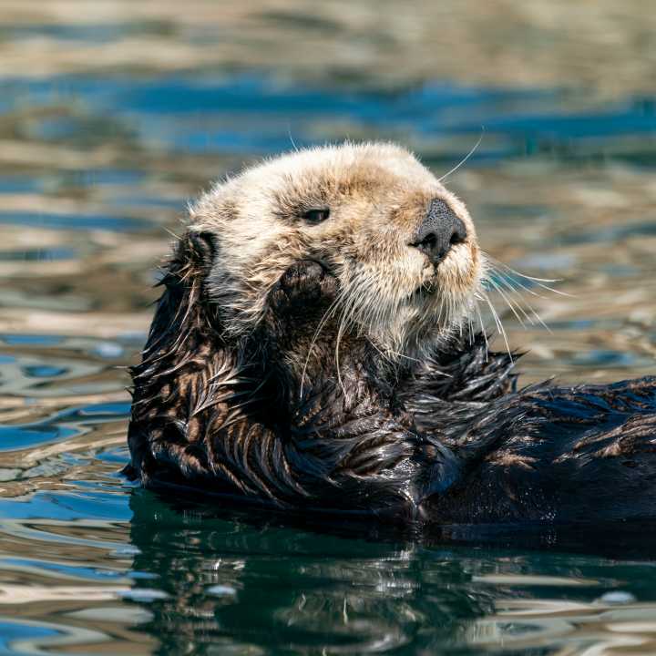 Sea otter
