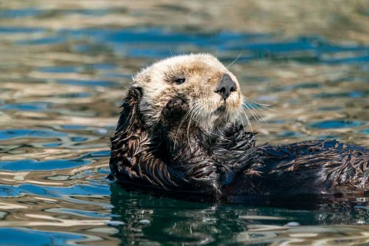 Sea Otter