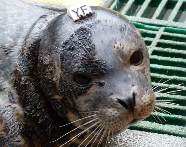 harbor seal Buncke