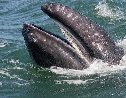 A gray whale’s head rises above the ocean surface with its mouth open showing baleen.