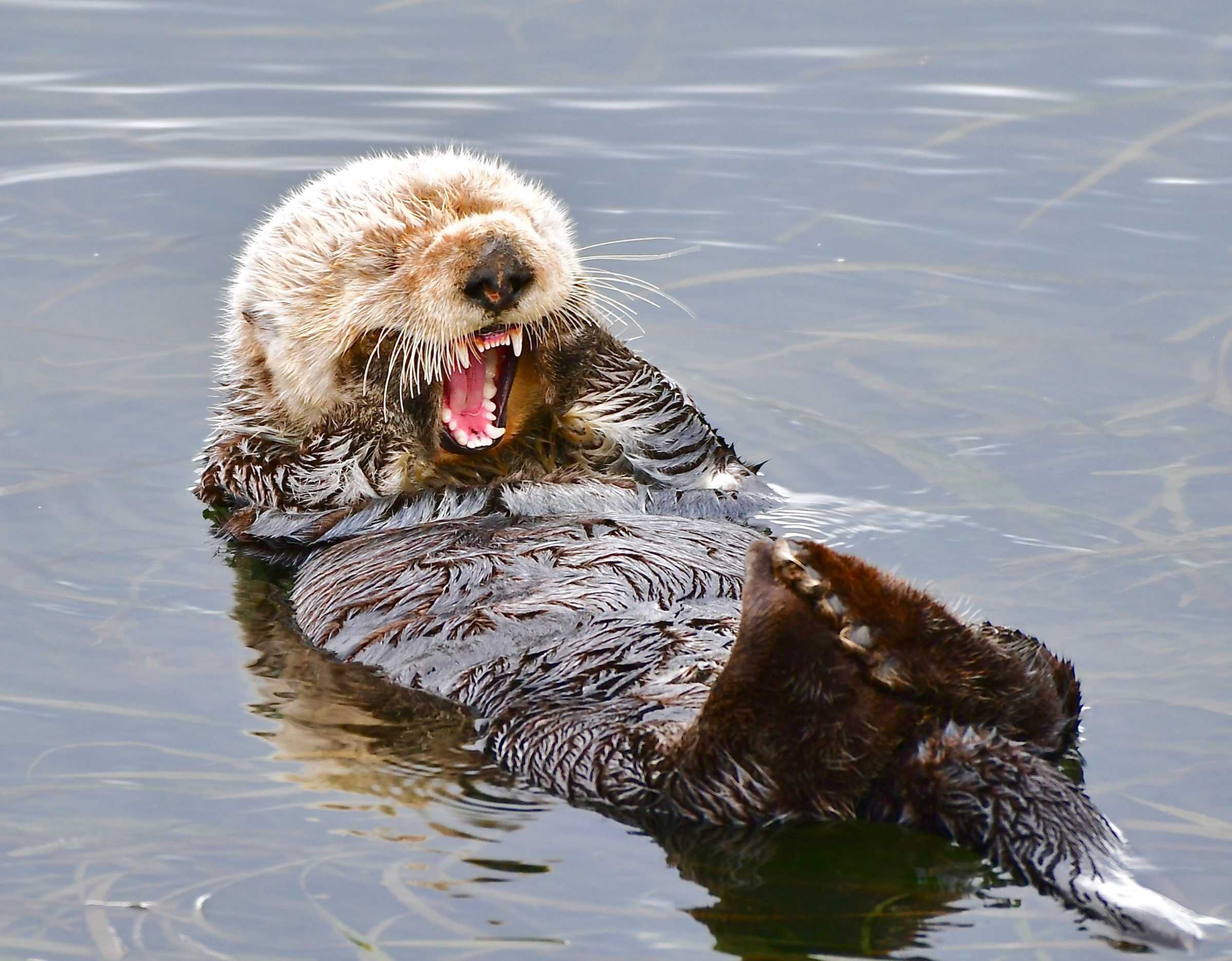 The Marine Mammal Center | Put Your Sea Otter Knowledge to the Test