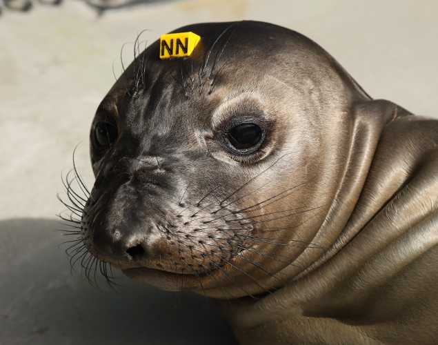 northern elephant seal Fara