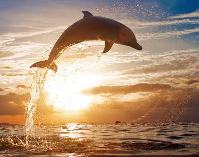 Bottlenose dolphin