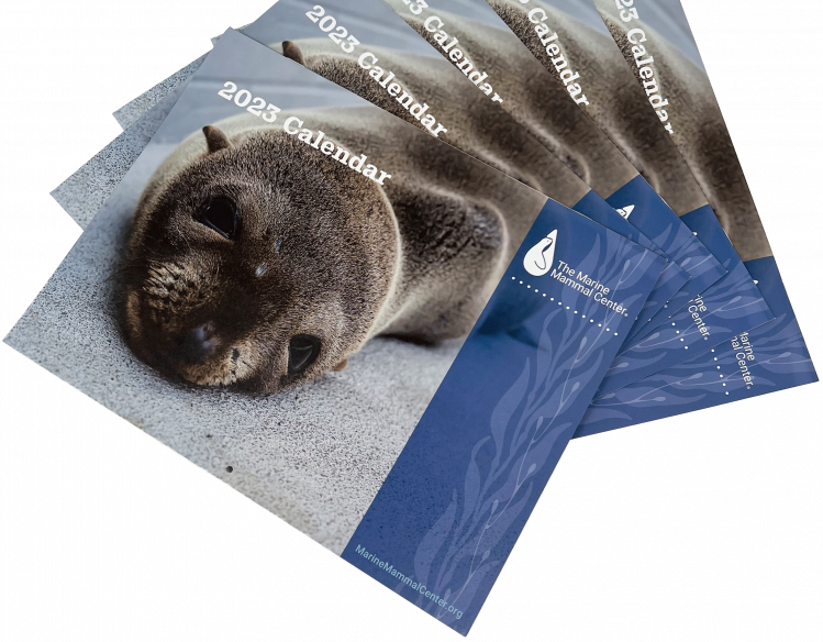five 2023 calendars with a fur seal on the front cover