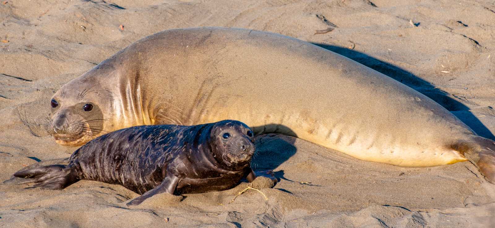 Elephant Seal Fact Sheet, Blog, Nature