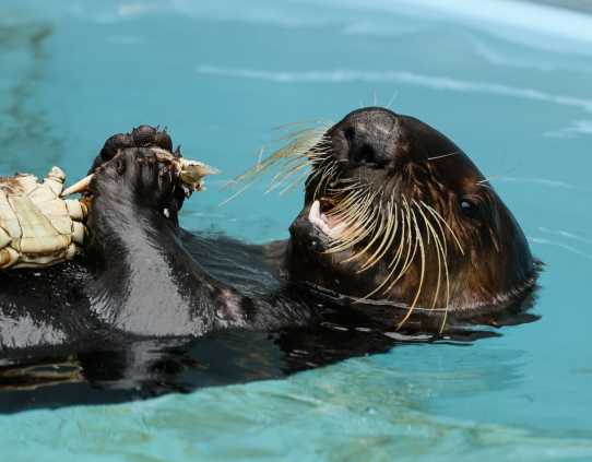 southern sea otter Spinny