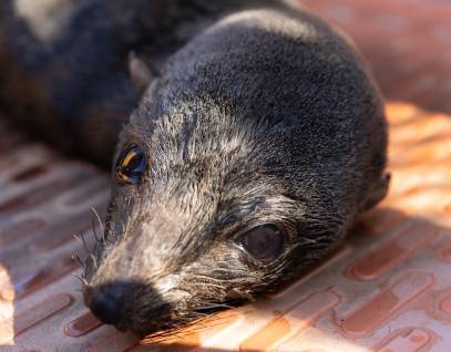 Guadalupe fur seal Tides