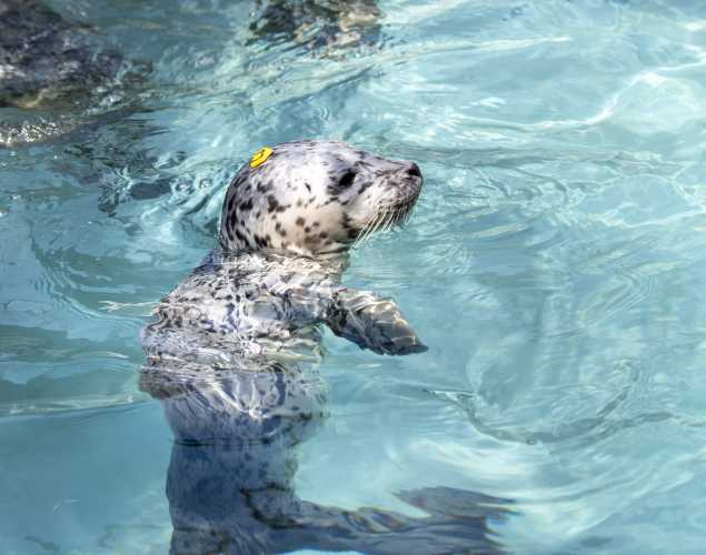 Pacific harbor seal